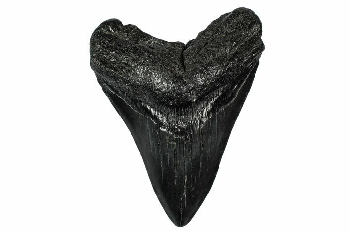 Fossil Megalodon Tooth - South Carolina #345808